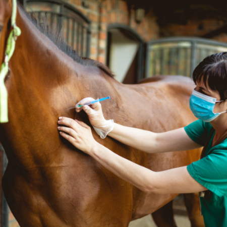 equine ethics and care