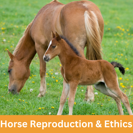 horse Reproduction and Ethics