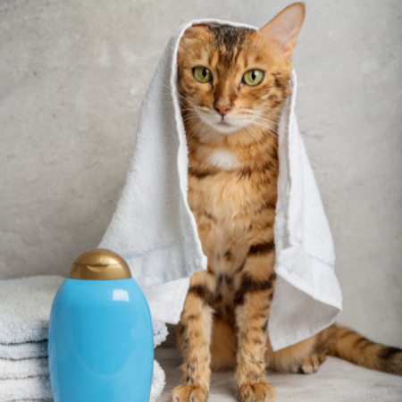 Cat Grooming Course Online
