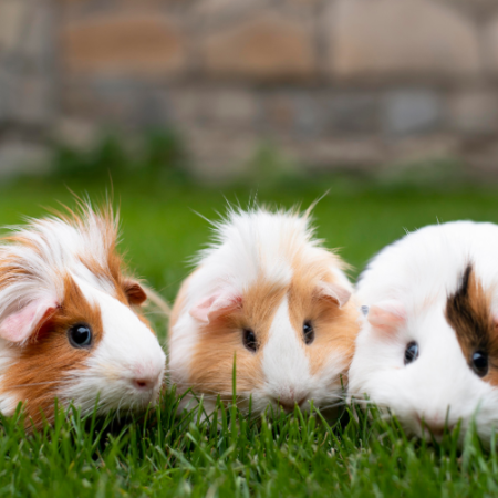 Guinea Pig Care Course