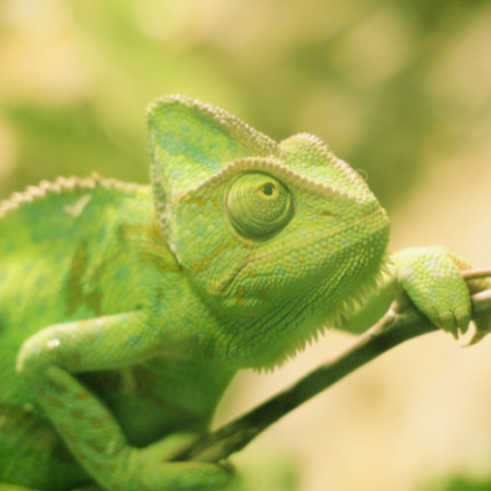 Reptile Studies Course Level 3